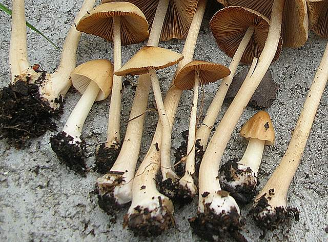 Conocybe hornana     Singer & Hausknecht